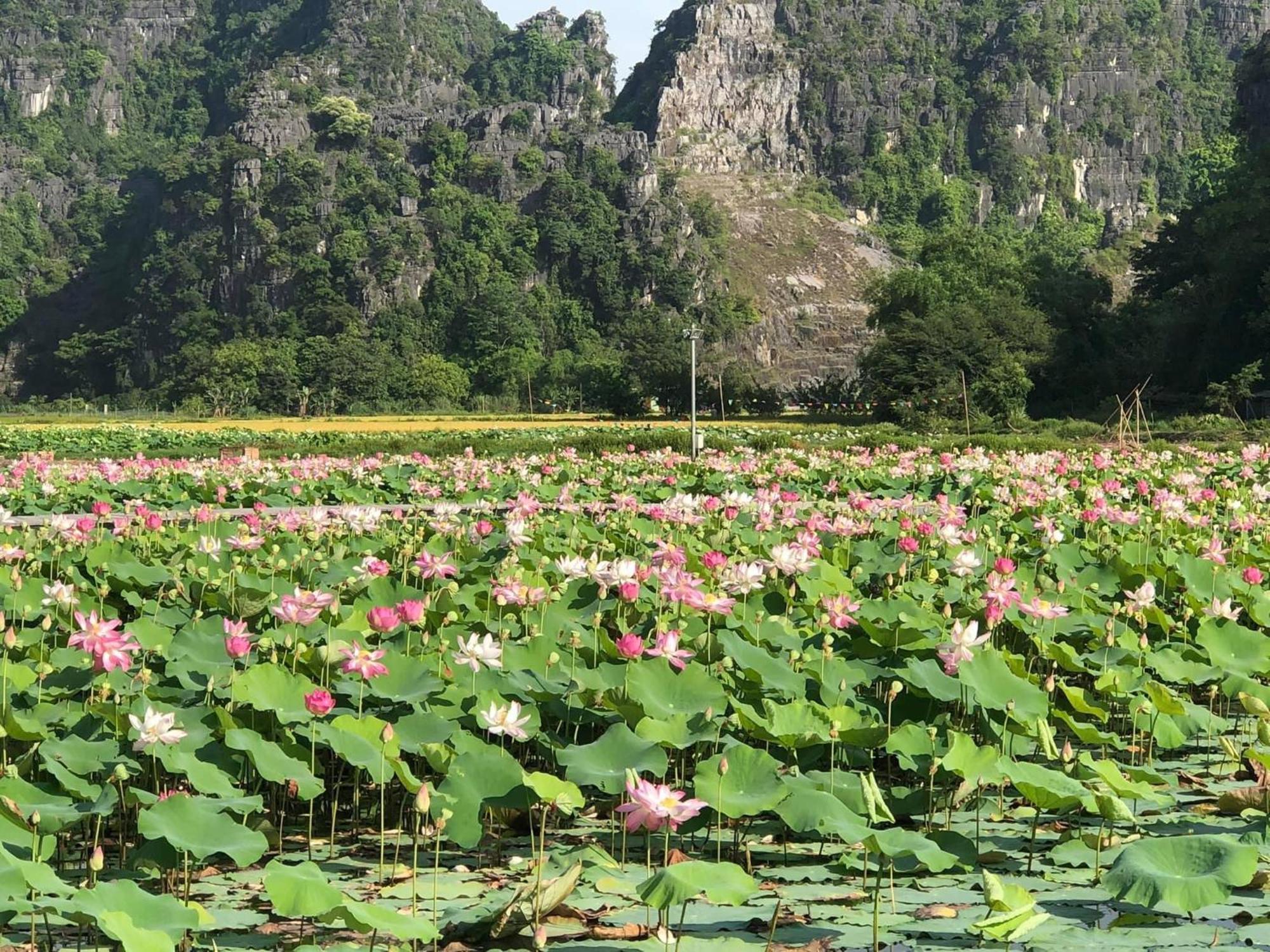 Tam Coc - Thanh Homestay Ninh Binh Exterior foto